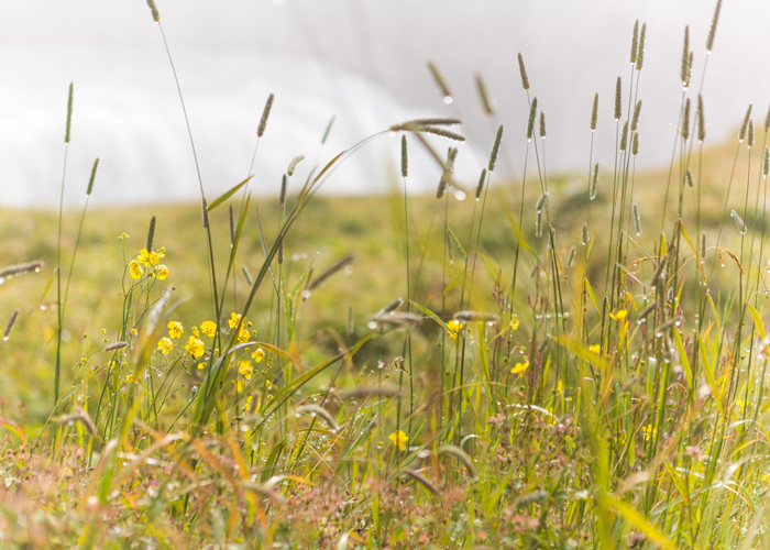 Yellow field of wheatgrass